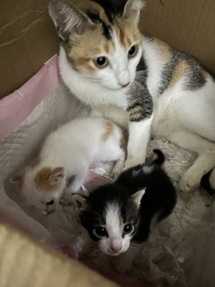 Kelly And Kids - Domestic Short Hair Cat