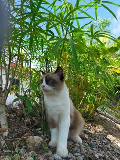 Simba - Persian + Birman Cat