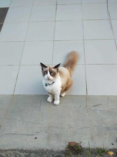 Simba - Persian + Birman Cat