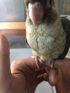 Cinnamon Turquoise Green Cheek Conure - Conure Bird