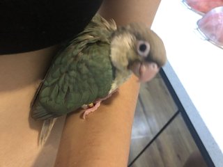 Cinnamon Turquoise Green Cheek Conure - Conure Bird