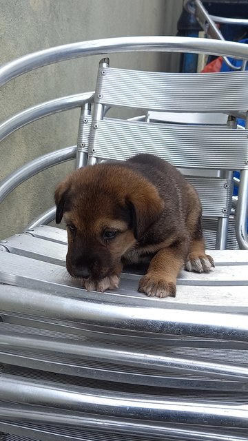 Bear - Mixed Breed Dog