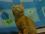 Orange - Domestic Short Hair Cat