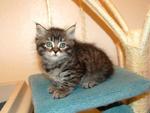 Shibi - Siberian Cat