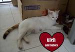 Uteh And Kitties - Domestic Short Hair Cat