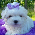 Lingya - Maltese Dog