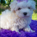 Lingya - Maltese Dog