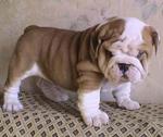 English Bulldog - English Bulldog Dog