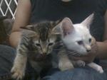 Baby A.j. &amp; Baby Choki  - Domestic Short Hair Cat