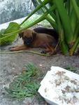 Cherry &amp; Berry - Mixed Breed Dog
