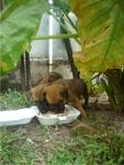 Cherry &amp; Berry - Mixed Breed Dog