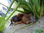 Cherry &amp; Berry - Mixed Breed Dog