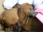 Cherry &amp; Berry - Mixed Breed Dog