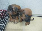 Cherry &amp; Berry - Mixed Breed Dog