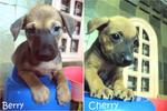 Cherry &amp; Berry - Mixed Breed Dog