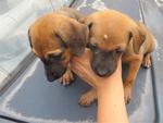 Cherry &amp; Berry - Mixed Breed Dog