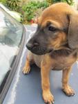 Cherry &amp; Berry - Mixed Breed Dog