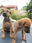 Cherry &amp; Berry - Mixed Breed Dog