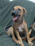 Cherry &amp; Berry - Mixed Breed Dog