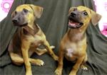 Cherry &amp; Berry - Mixed Breed Dog