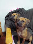 Cherry &amp; Berry - Mixed Breed Dog