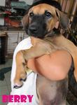 Cherry &amp; Berry - Mixed Breed Dog