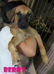 Cherry &amp; Berry - Mixed Breed Dog