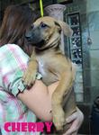 Cherry &amp; Berry - Mixed Breed Dog