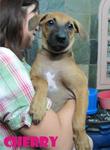 Cherry &amp; Berry - Mixed Breed Dog