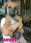 Cherry &amp; Berry - Mixed Breed Dog