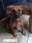 Cherry &amp; Berry - Mixed Breed Dog