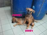 Cherry &amp; Berry - Mixed Breed Dog