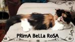 Prima Bella Rosa - Persian Cat