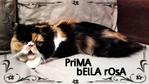 Prima Bella Rosa - Persian Cat