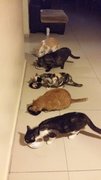 Kaklong,ichi,tompok &amp; Putih - Domestic Short Hair Cat