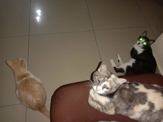 Kaklong,ichi,tompok &amp; Putih - Domestic Short Hair Cat