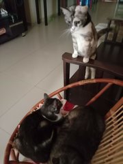 Kaklong,ichi,tompok &amp; Putih - Domestic Short Hair Cat