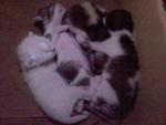 Kaklong,ichi,tompok &amp; Putih - Domestic Short Hair Cat