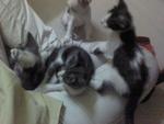 Kaklong,ichi,tompok &amp; Putih - Domestic Short Hair Cat