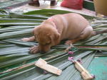 Daddy choped this sugarcane for me to chew. Mmmm