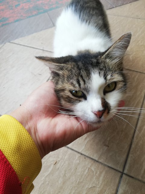 Gato - Domestic Long Hair Cat