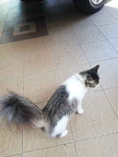 Gato - Domestic Long Hair Cat