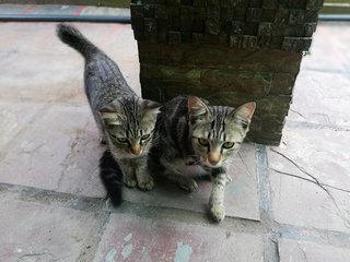 Melon &amp; Batik - Domestic Short Hair Cat