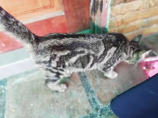 Melon &amp; Batik - Domestic Short Hair Cat