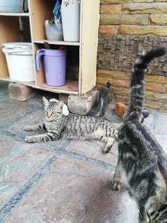 Melon &amp; Batik - Domestic Short Hair Cat