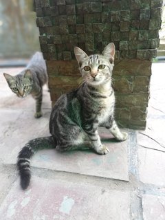 Melon &amp; Batik - Domestic Short Hair Cat