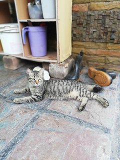 Melon &amp; Batik - Domestic Short Hair Cat