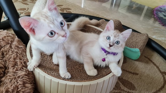 Mye &amp; Miot - Domestic Medium Hair + Domestic Short Hair Cat