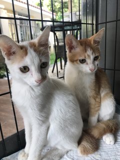 Kuskus &amp; Tikus - Domestic Short Hair Cat