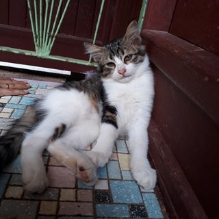 Cikenit - Domestic Long Hair Cat